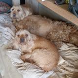 Foto de perro perdido en Clermont L Herault