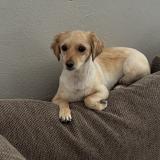 Foto de perro perdido en Banning