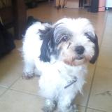 Foto de perro perdido en Guemene Penfao