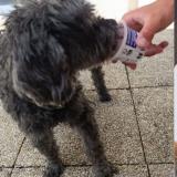 Foto de perro perdido en Joue Les Tours