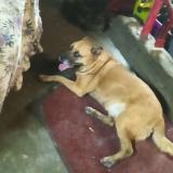 Foto de perro perdido en Harmonburg