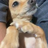 Foto de perro perdido en Orange