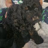 Foto de perro perdido en Los Angeles