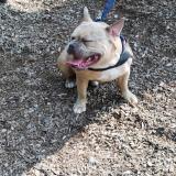 Foto de perro perdido en Clinton Township