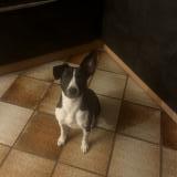 Foto de perro encontrado en Bompas