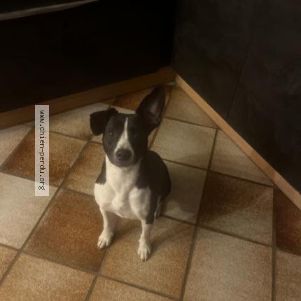 Foto 1/1 Perro encontrado Encontrado en Bompas