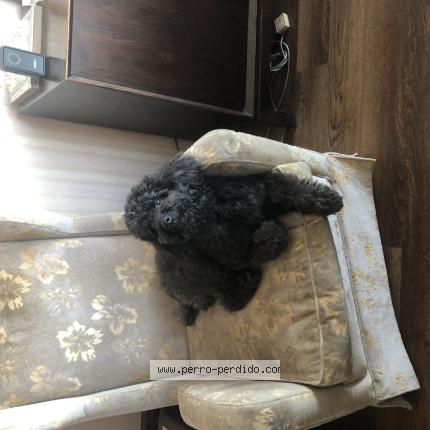 Foto 1/1 Matías Ponce Chien perdido en Montevieo