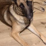 Foto de perro perdido en Sequedin