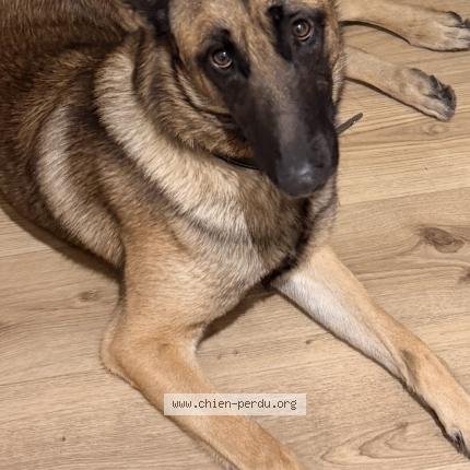 Foto 1/1 Rex Chien perdido en Sequedin