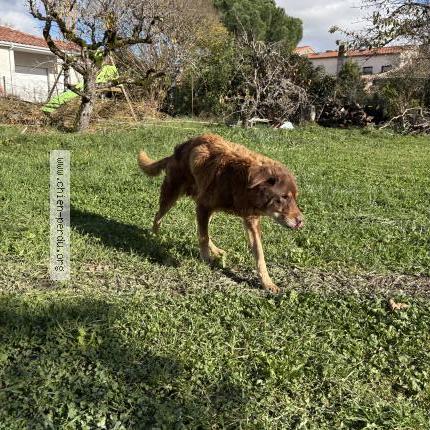 Foto 1/1 Doudou Chien perdido en Cepet