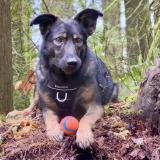 Foto de un perro reunido en N Vancouver