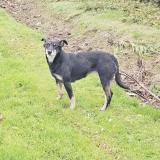 Foto de perro encontrado en Pellefigue