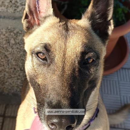 Foto 1/1 Perro encontrado Perdido en Cerdedo cotobade tenorio