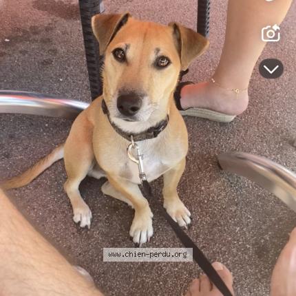 Foto 1/1 Pitt Chien perdido en Plessis robinson