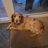 Foto de perro perdido en Fresne Le Plan