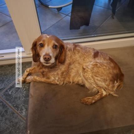 Foto de perro perdido en Fresne Le Plan