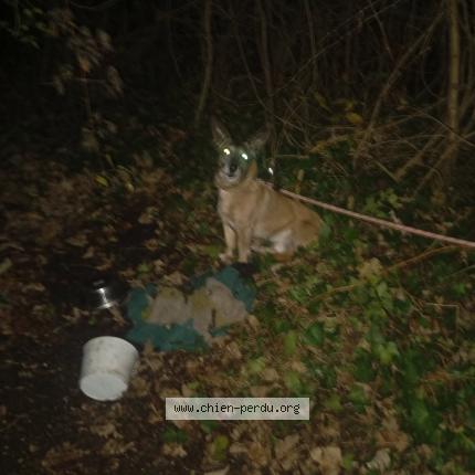 Foto de perro encontrado en Rouen