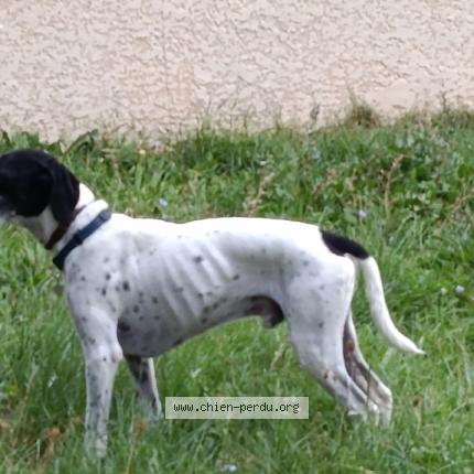 Foto 1/1 CHRISTELLE CERTES Chien perdido en Montpellier