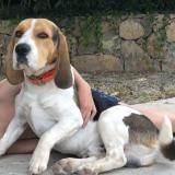 Foto de perro perdido en Le Muy