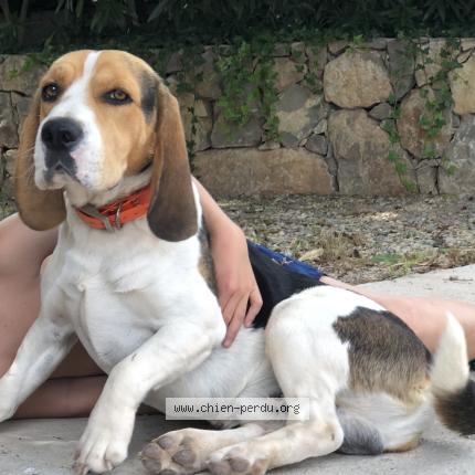 Foto 1/1 Toto Perro perdido en Le muy