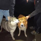 Foto de perro encontrado en Landujan