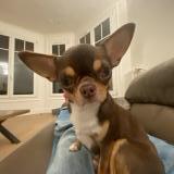 Foto de perro perdido en Paris