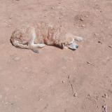 Foto de perro perdido en 330000008