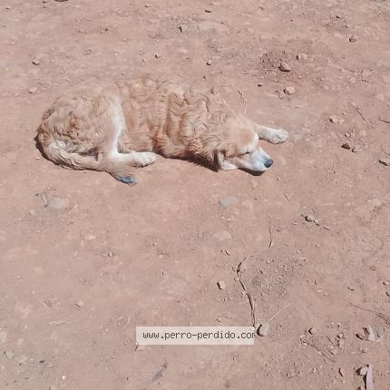 Foto 1/1 SHADO Chien perdido en 330000008