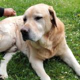 Foto de perro perdido en Espelette