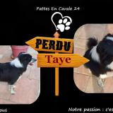 Foto de perro perdido en St Aulaye Puymangou