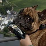 Foto de perro perdido en Metz