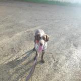 Foto de perro encontrado en Cailloux Sur Fontaines