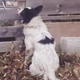 Foto de perro encontrado en La Ricamarie