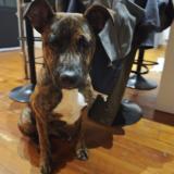 Foto de perro encontrado en Alan