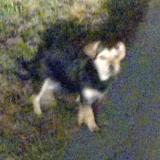 Foto de perro encontrado en Arveyre