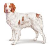 Foto de perro encontrado en Mont De Marsan