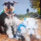 Foto de perro perdido en Anaheim