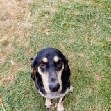 Foto de perro perdido en Bouloc