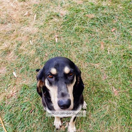 Foto 1/1 tsuky Chien perdido en Bouloc