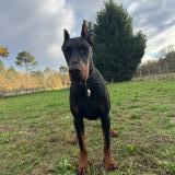 Foto de perro perdido en Garein