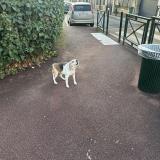 Foto de perro encontrado en Le Plessis Robinson