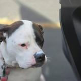 Foto de perro perdido en Patrick