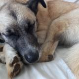 Foto de perro perdido en Les Trois Bassins