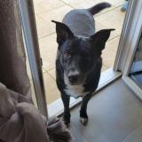 Foto de perro perdido en La Motte