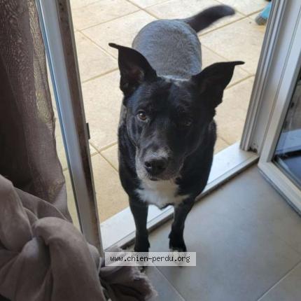 Foto 1/1 Big mac Chien perdido en La motte