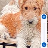 Foto de perro perdido en Vou