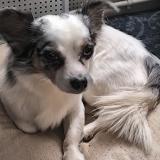 Foto de perro perdido en Sainte Gemme