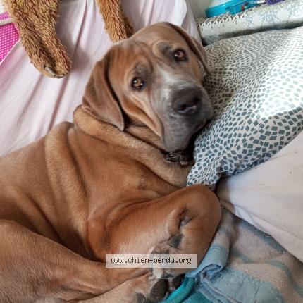 Foto 1/1 Kaila Chien perdido en Menton