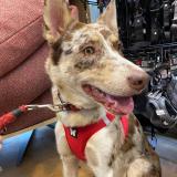 Foto de perro perdido en Saint Laurent En Royans