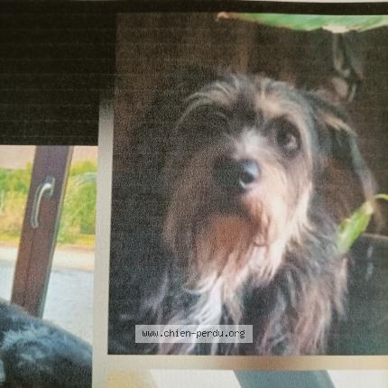 Foto 1/1 Angelique Perrin Perro perdido en Jeugny